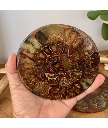 Plaque d'ammonite, Plateau en ammonites de Madagascar Venez acheter