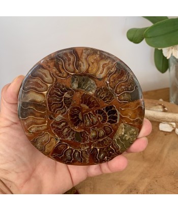 Plaque d'ammonite, Plateau en ammonites de Madagascar rembourrage situé sous