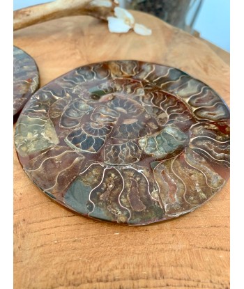 Plaque d'ammonite, Plateau en ammonites de Madagascar est présent 